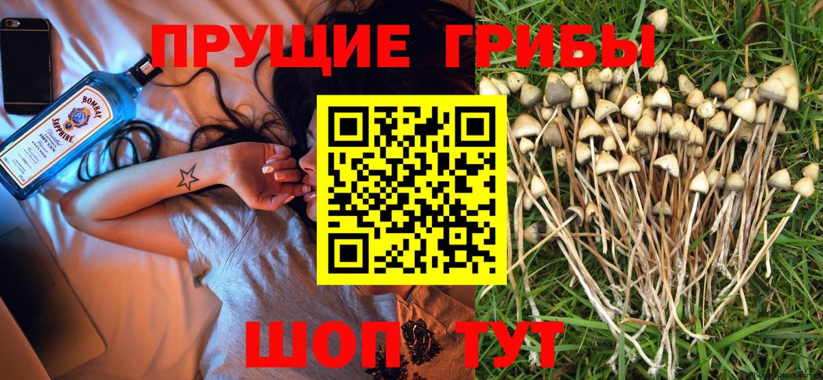 Псилоцибиновые грибы прущие грибы  Галлюциногенные грибы Psilocybe  Вход с VPN  Свободный 
